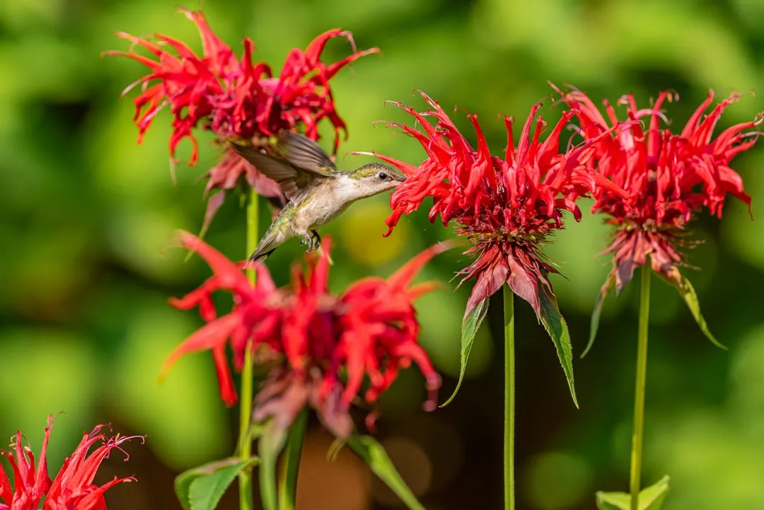 #19 - Bee Balm: Monarda That Thrives in Variable Moisture (Image Credits: Unsplash)