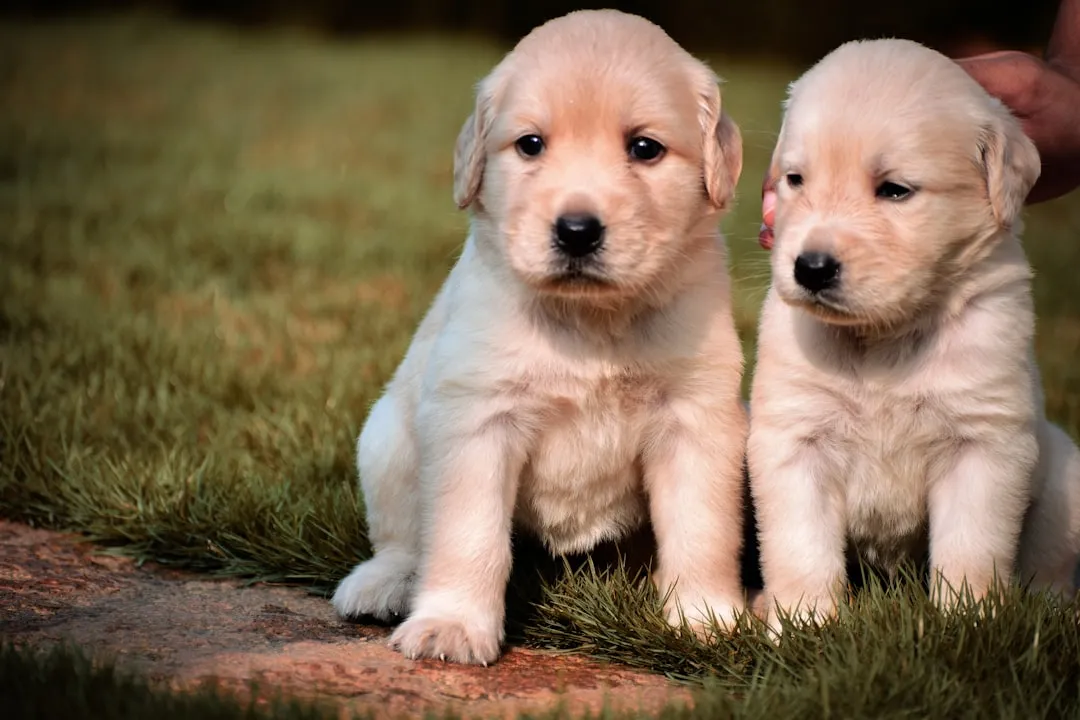 8. Labrador Retriever - Goofy to the Bone (Image Credits: Unsplash)
