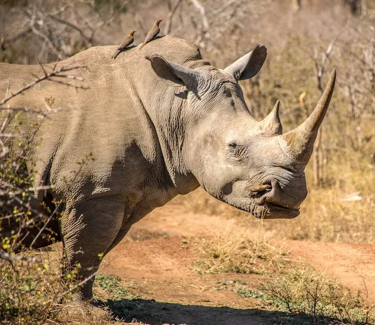 Oxpeckers and Large Mammals: Helpful Friends or Sneaky Freeloaders? (Image Credits: Pexels)