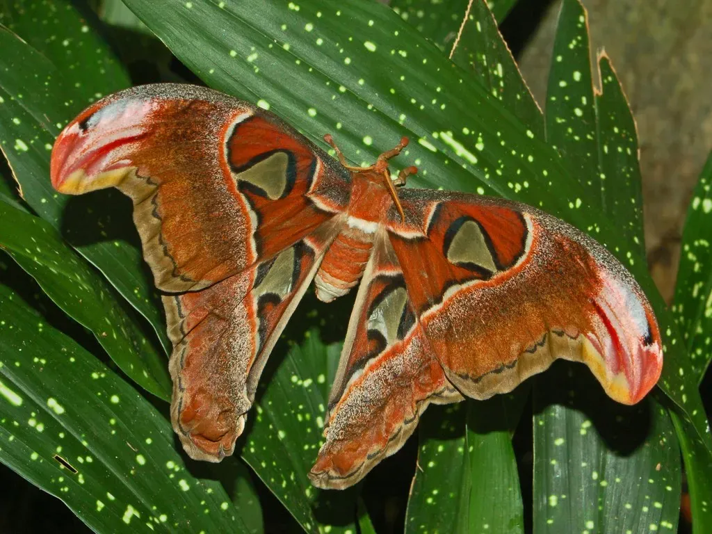 Atlas Moth (Image Credits: Flickr)