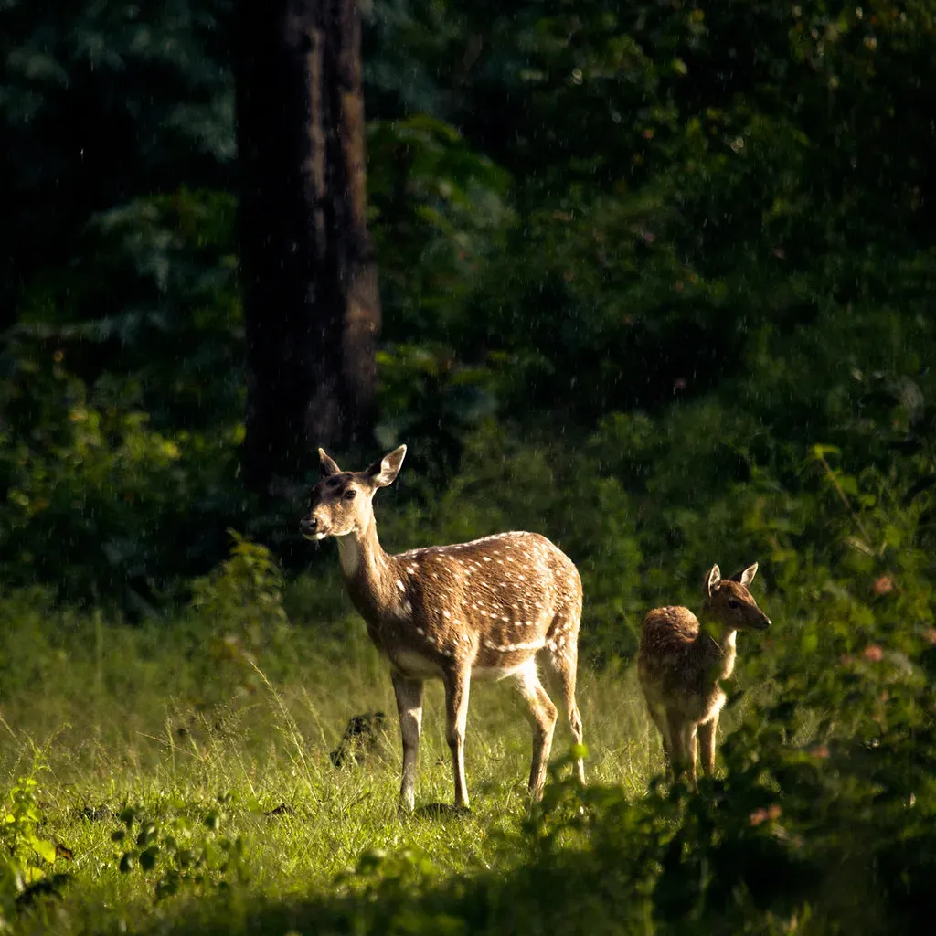 Reflecting on These Evening Encounters (VinothChandar, Flickr, CC BY 2.0)