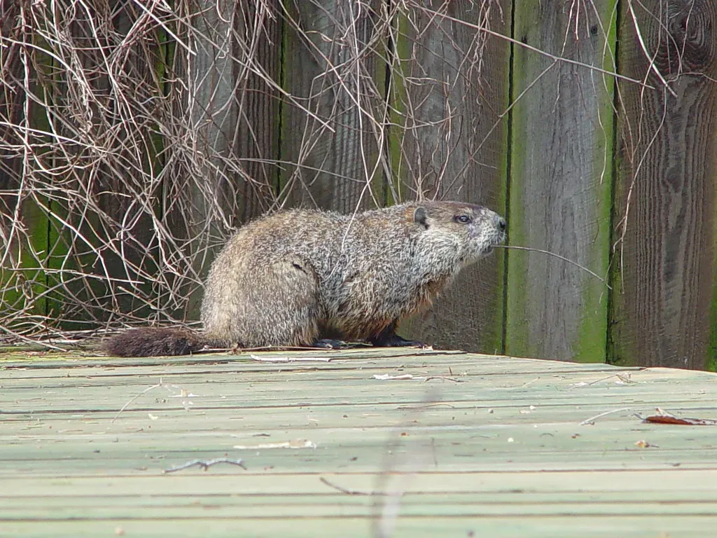 #8: They Function as an Alarm System for the Forest (lizzardo, Flickr, CC BY 2.0)