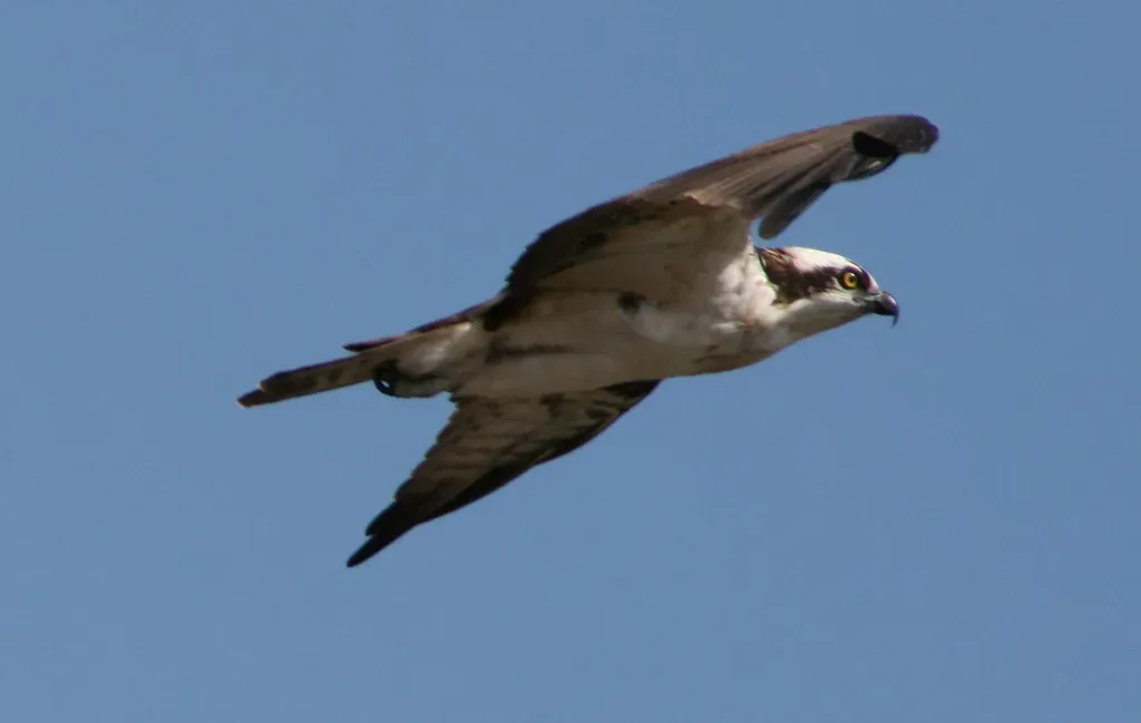2. It Hunts on Almost Every Continent on Earth (Image Credits: Flickr)
