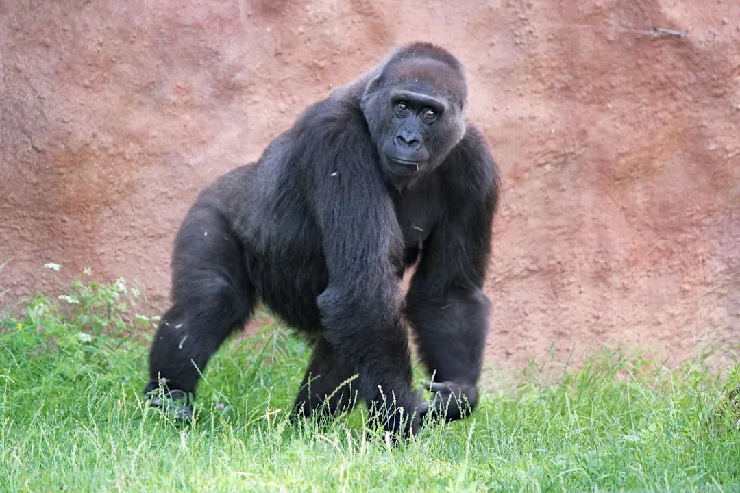 Gorillas Testing Water Depth with Sticks (Image Credits: Unsplash)
