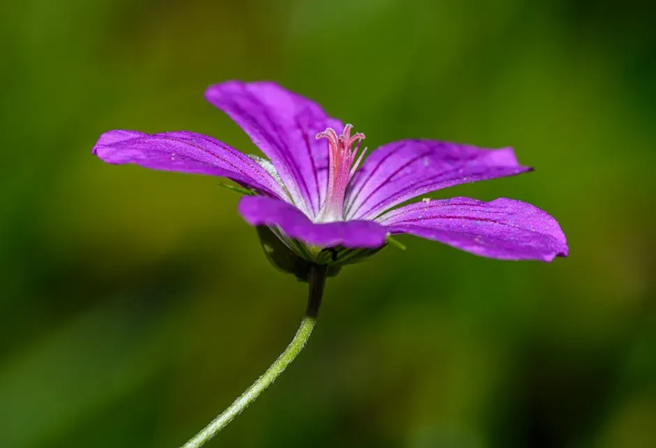 #6. Geraniums (Cranesbill) (Image Credits: Pexels)