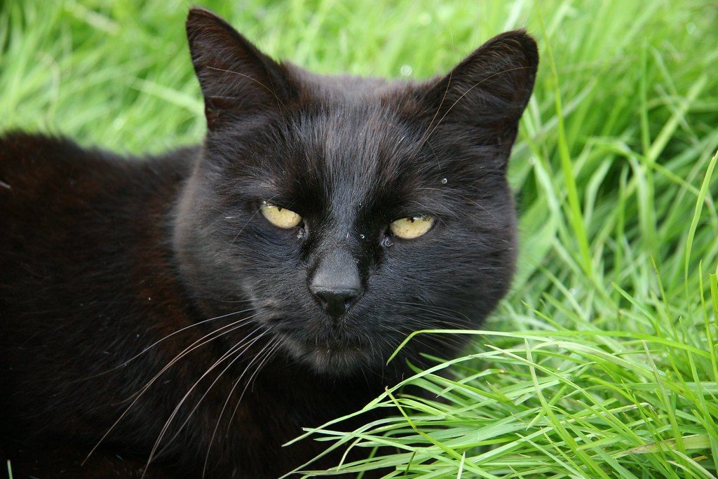 Pest Control Products (Image Credits: Flickr)