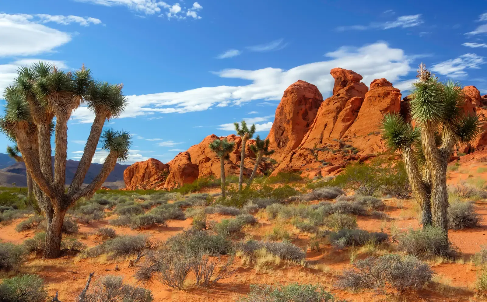 Gold Butte National Monument: Desert Tortoise Stronghold (Image Credits: Wikimedia)