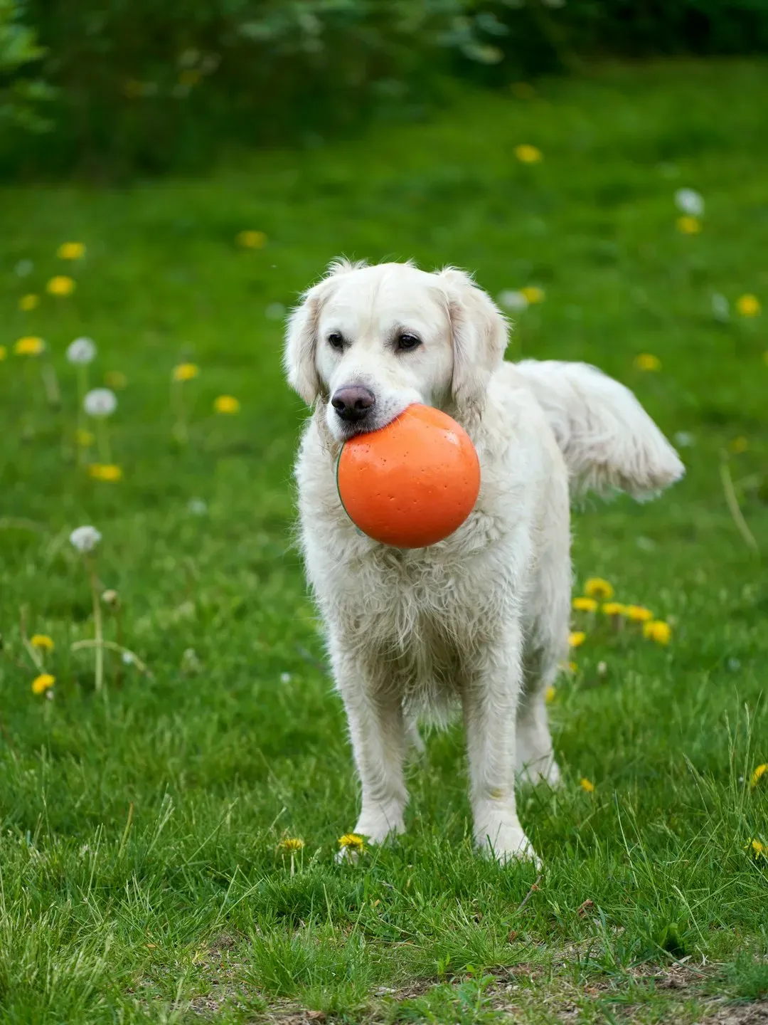 1. The Full-Body Tail Wag (Image Credits: Unsplash)
