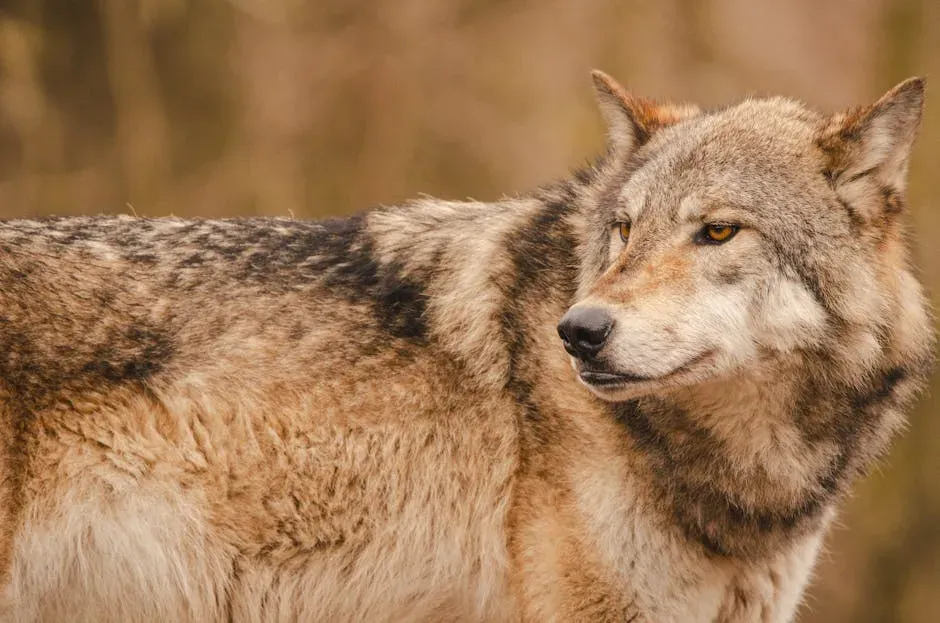 #6: Wolves Devastate Livestock and Ruin Ranches (Image Credits: Pexels)