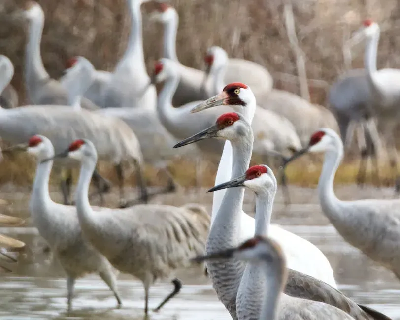 11. The Whooping Crane: Teaching Birds to Fly Home Again (Image Credits: Pexels)
