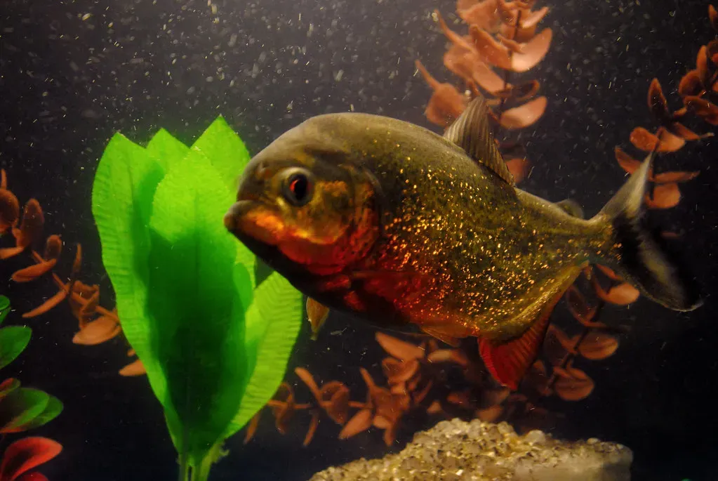 Most Piranhas Are Basically Vegetarians (Image Credits: Flickr)