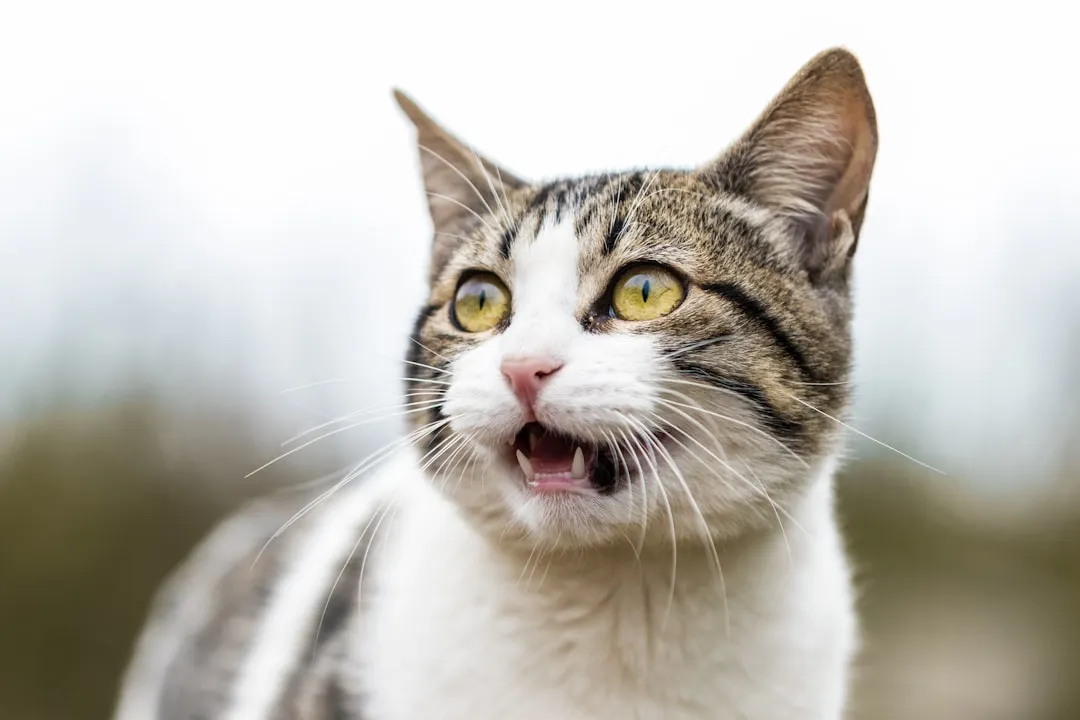 #12 - Simple Litter Box Mishaps vs. Losing Toilet Control (Image Credits: Unsplash)