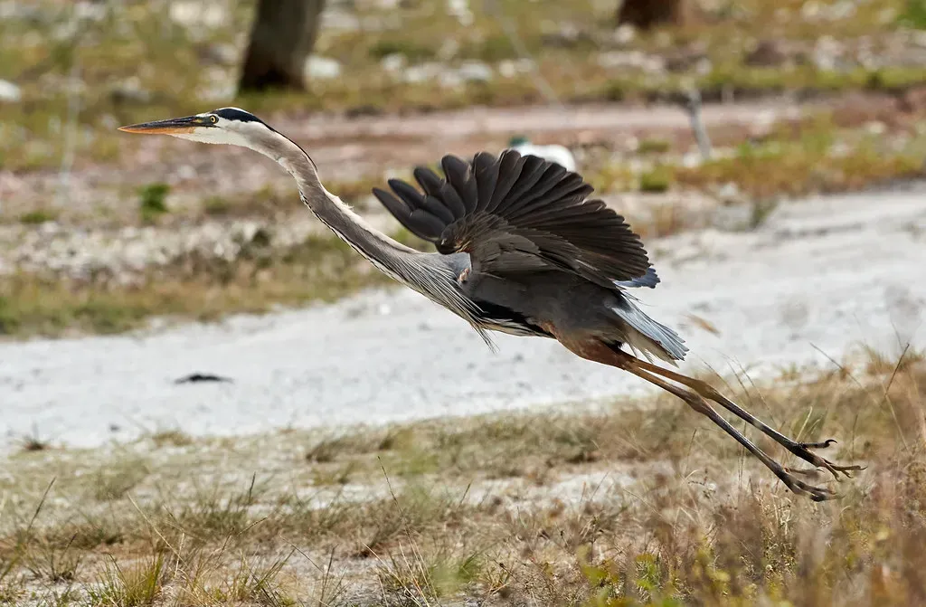 1. The Florida Everglades: A River of Grass Unlike Any Other (Tanque Verde, Flickr, CC BY 2.0)
