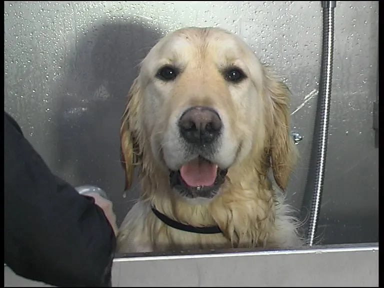 19. The Quiet Gratitude Written All Over an Old Dog (Dog Groom UK, Flickr, CC BY 2.0)