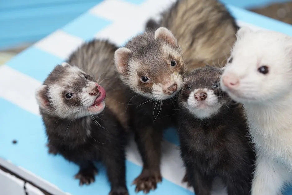 #4 - Ferrets: Pack Loyalty That Won't Let Go (Image Credits: Pexels)