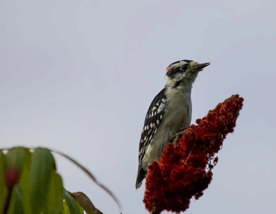 Downy Woodpecker (Image Credits: Unsplash)