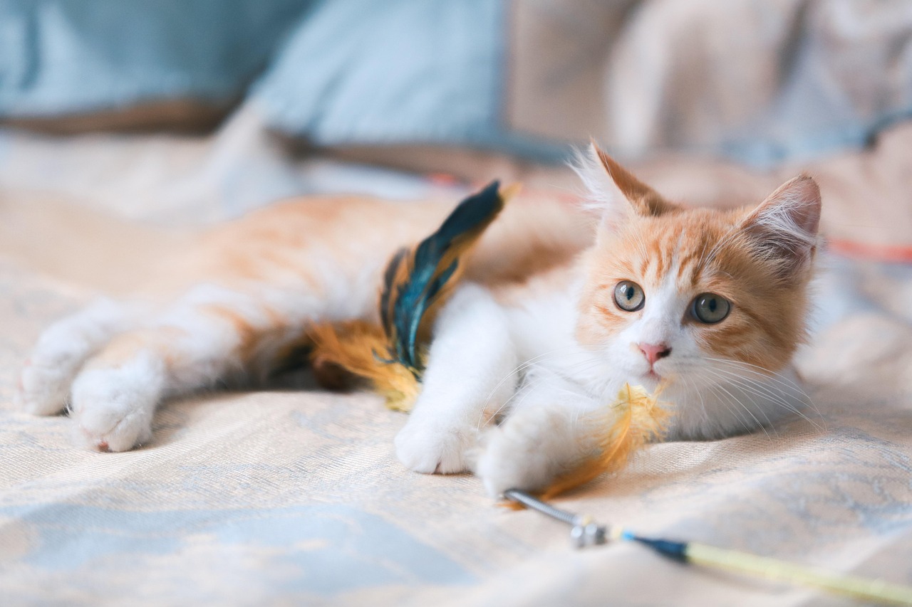 Cameras Capture the Unexpected (Image Credits: Pixabay)