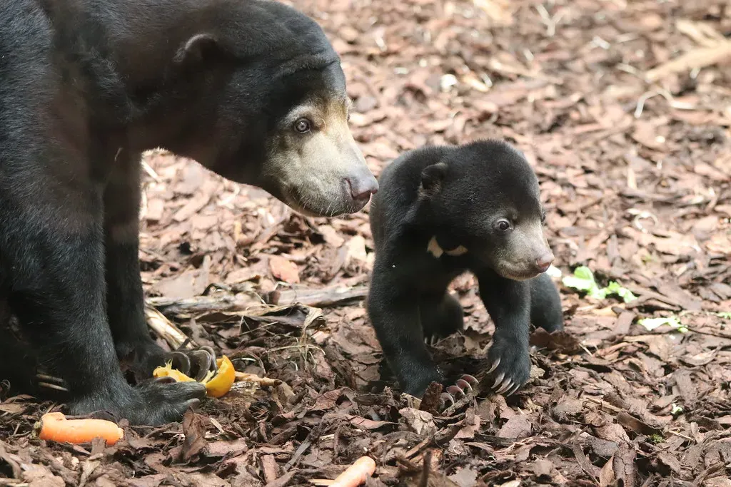 8. Their Reproduction Is Unlike Other Bears (Theo Stikkelman, Flickr, CC BY 2.0)