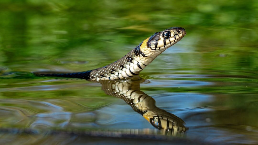 The Mysterious Snake: October 23 - November 22 (Image Credits: Unsplash)