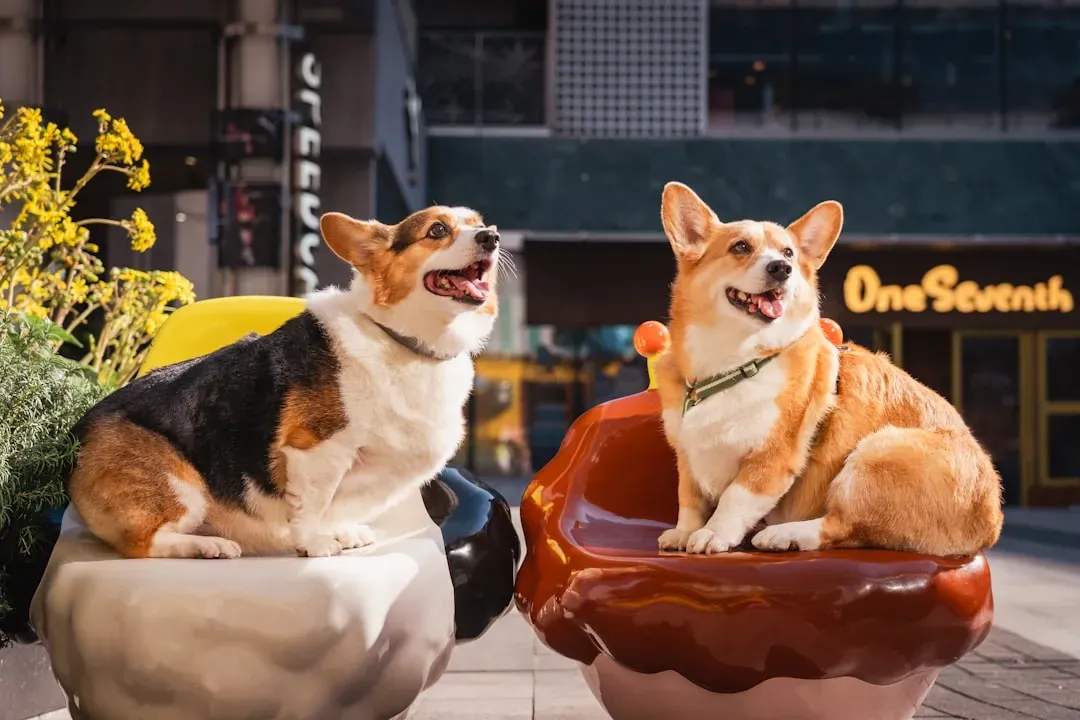 Conclusion: The Right City Can Change Everything for You and Your Pet (Image Credits: Unsplash)