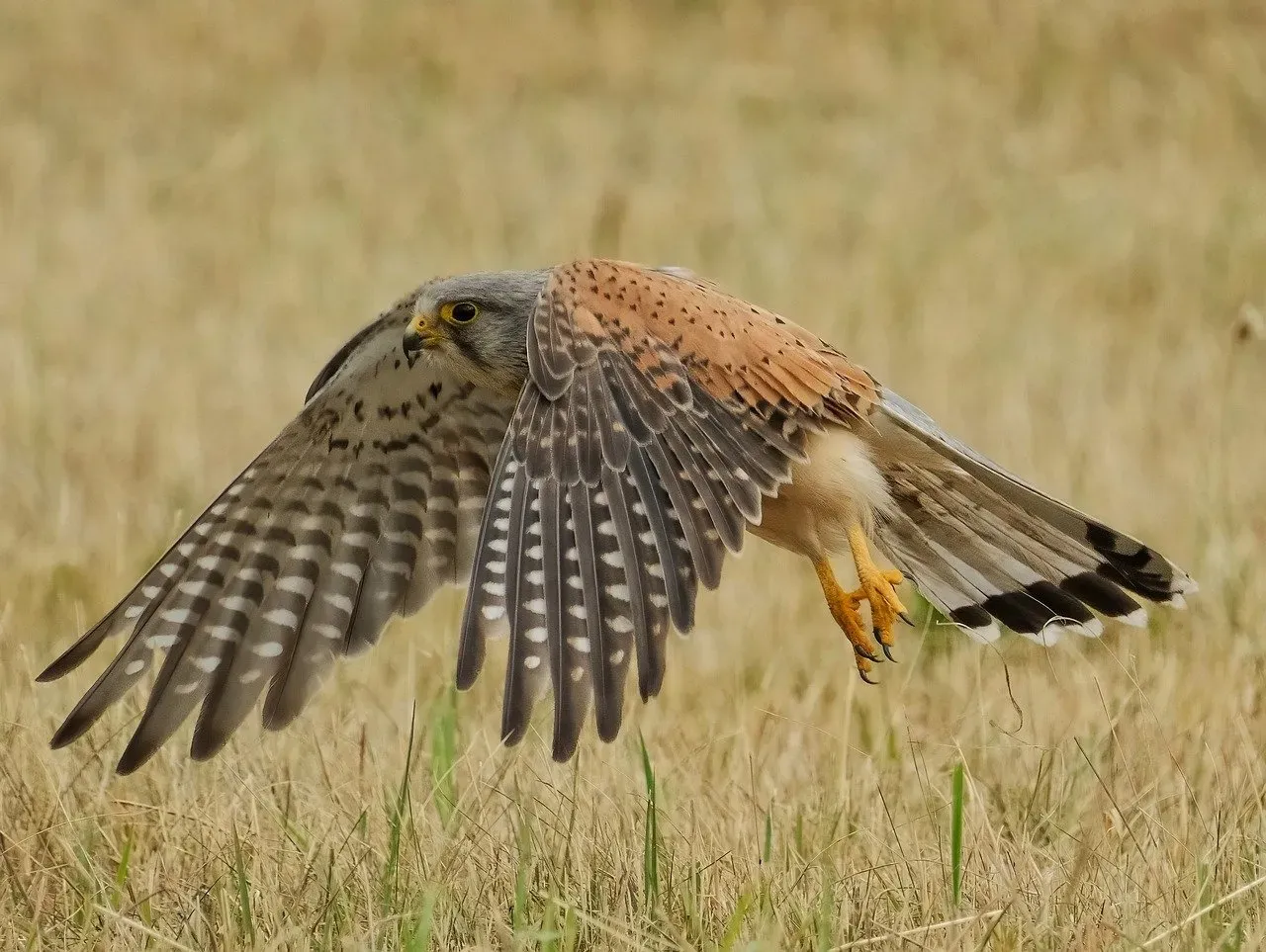 They Kill Their Prey With a Punching Technique (Image Credits: Pixabay)