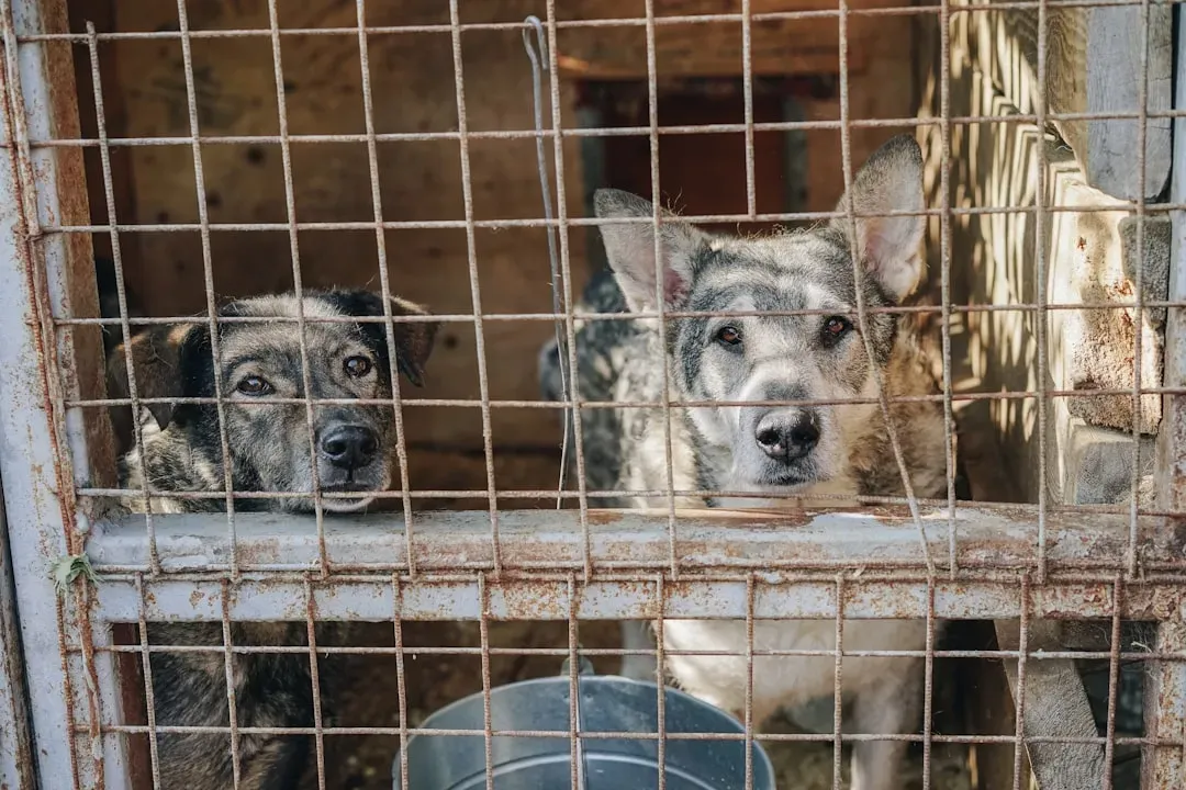 A Shelter Visit Can Change Everything (Image Credits: Unsplash)