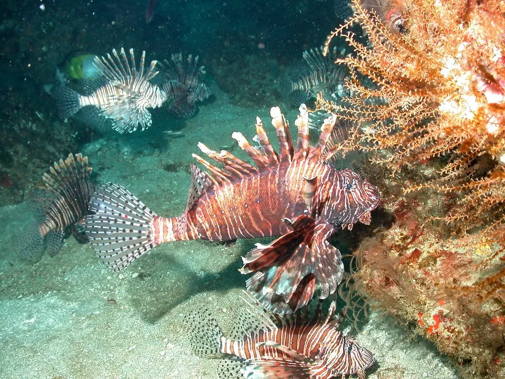 Pisces: The Fish's Intuitive Retreat (Image Credits: Flickr)