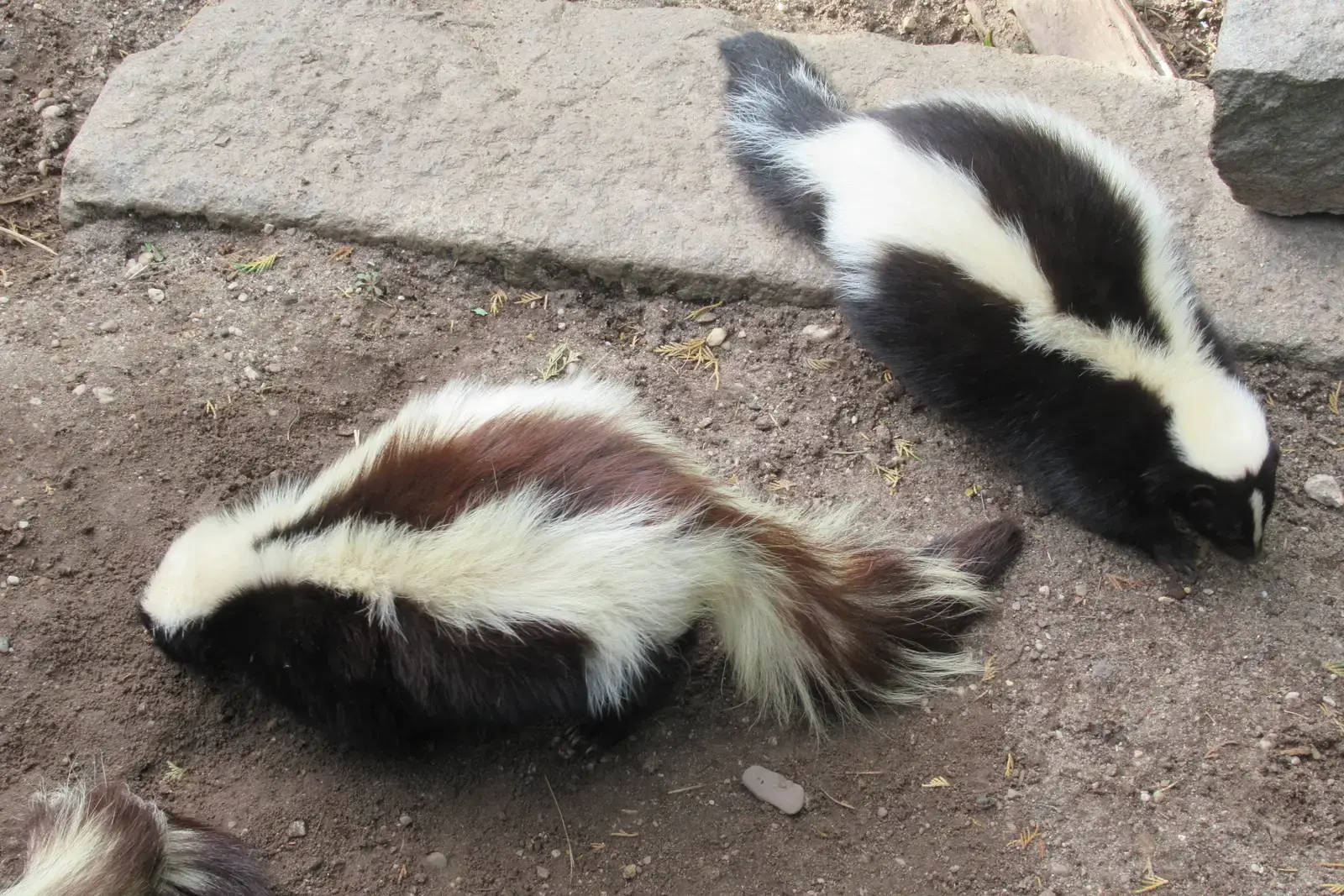 The Skunk Deserves a Second Look (By FakirNL, CC BY-SA 4.0)
