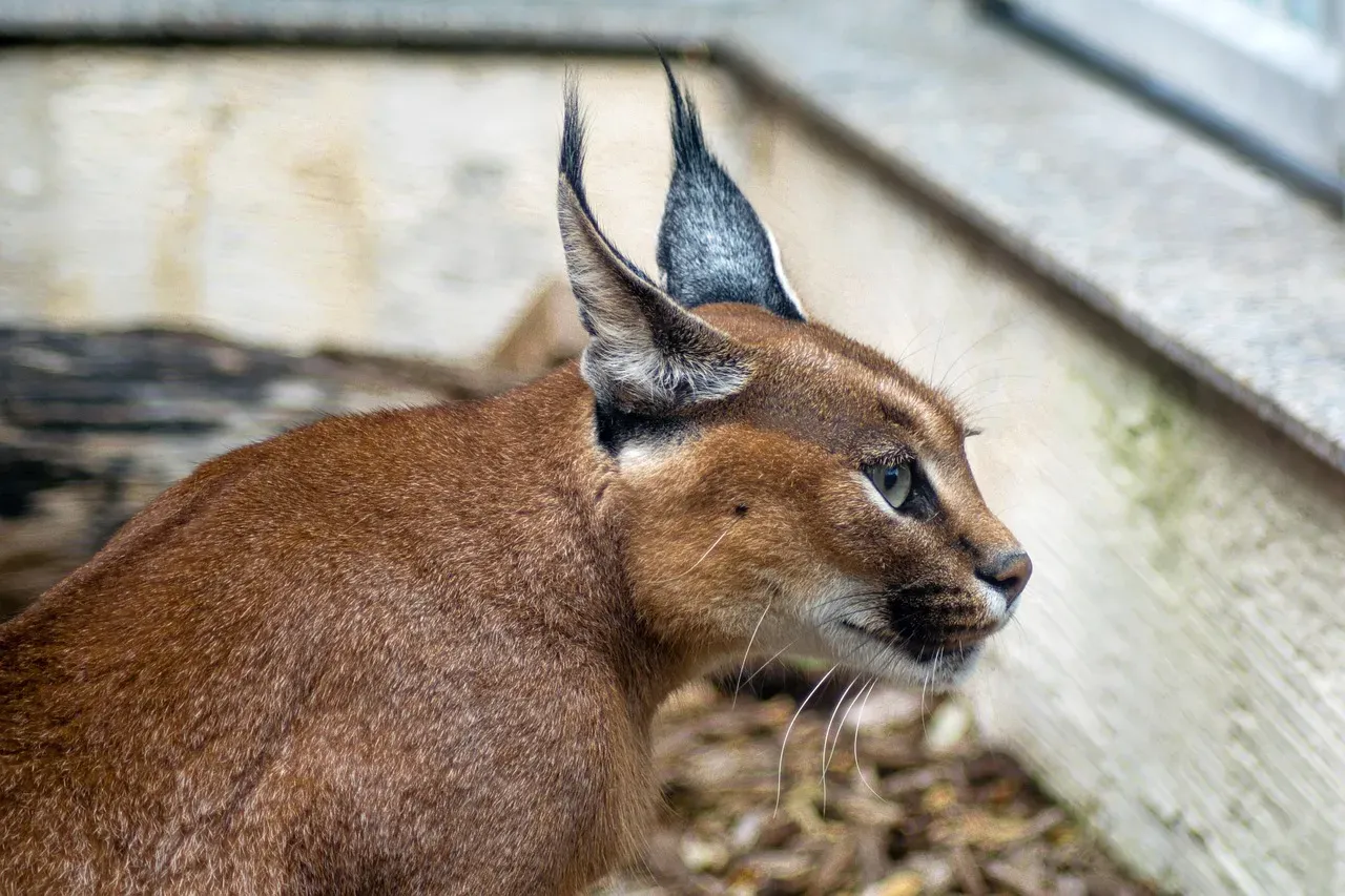 Aquarius (January 20 &ndash; February 18): The Caracal (Image Credits: Pixabay)