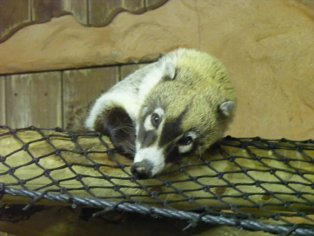 Coatimundi (Image Credits: Flickr)