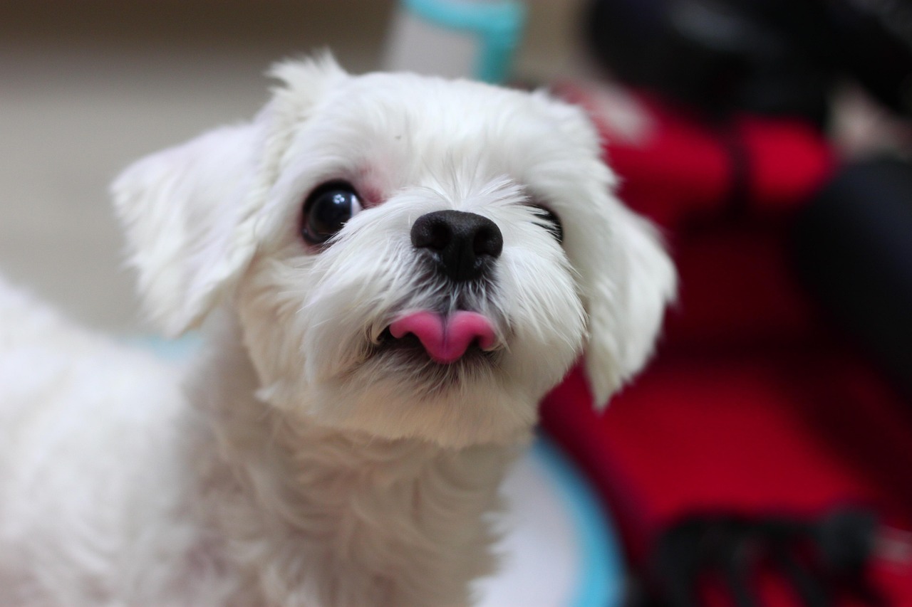The Delightful Maltese (Image Credits: Pixabay)