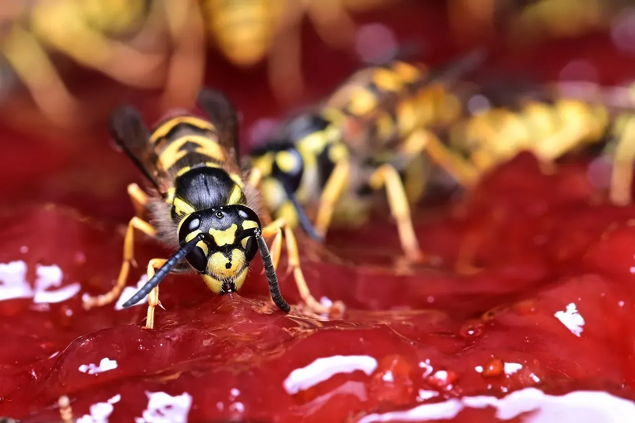 #1: The Wasp - Precision That Becomes Poison (Image Credits: Pixabay)