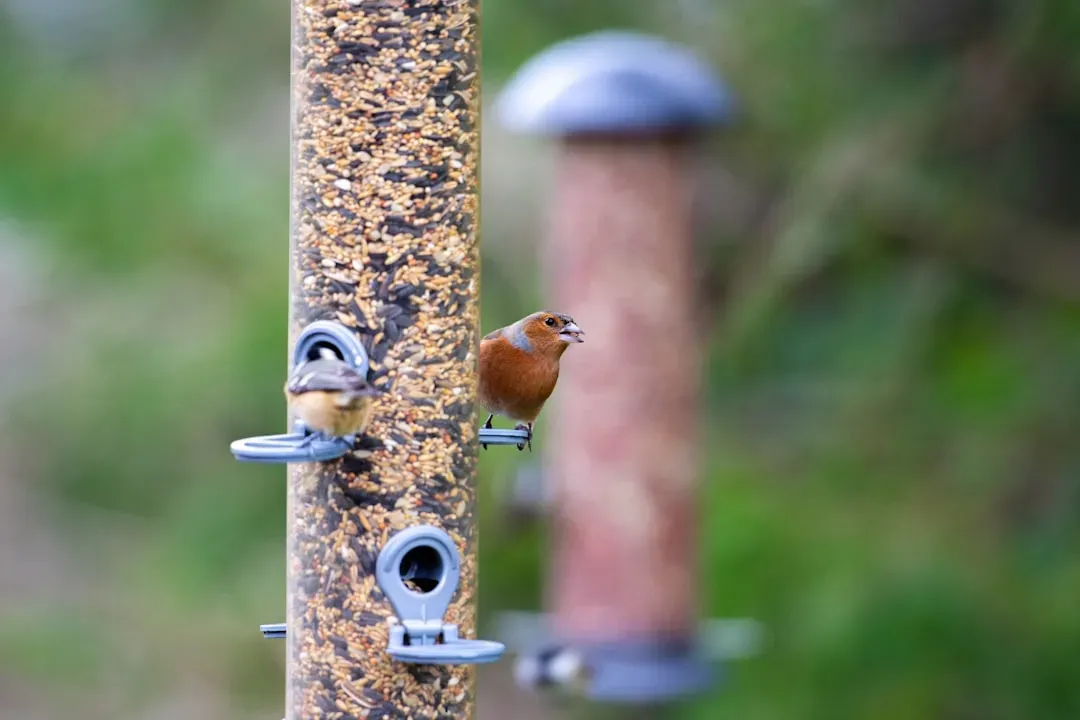 Choose the Right Seeds for the Birds You Actually Want (Image Credits: Unsplash)