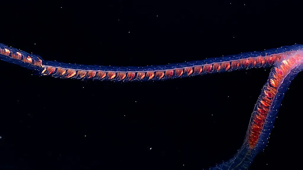 9. The Siphonophore: The Longest Glowing Creature on Earth (Image Credits: Flickr)