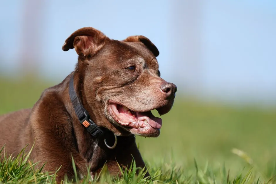#14 - He Still Gets Visibly Excited at the Mention of Your Name (Image Credits: Pexels)