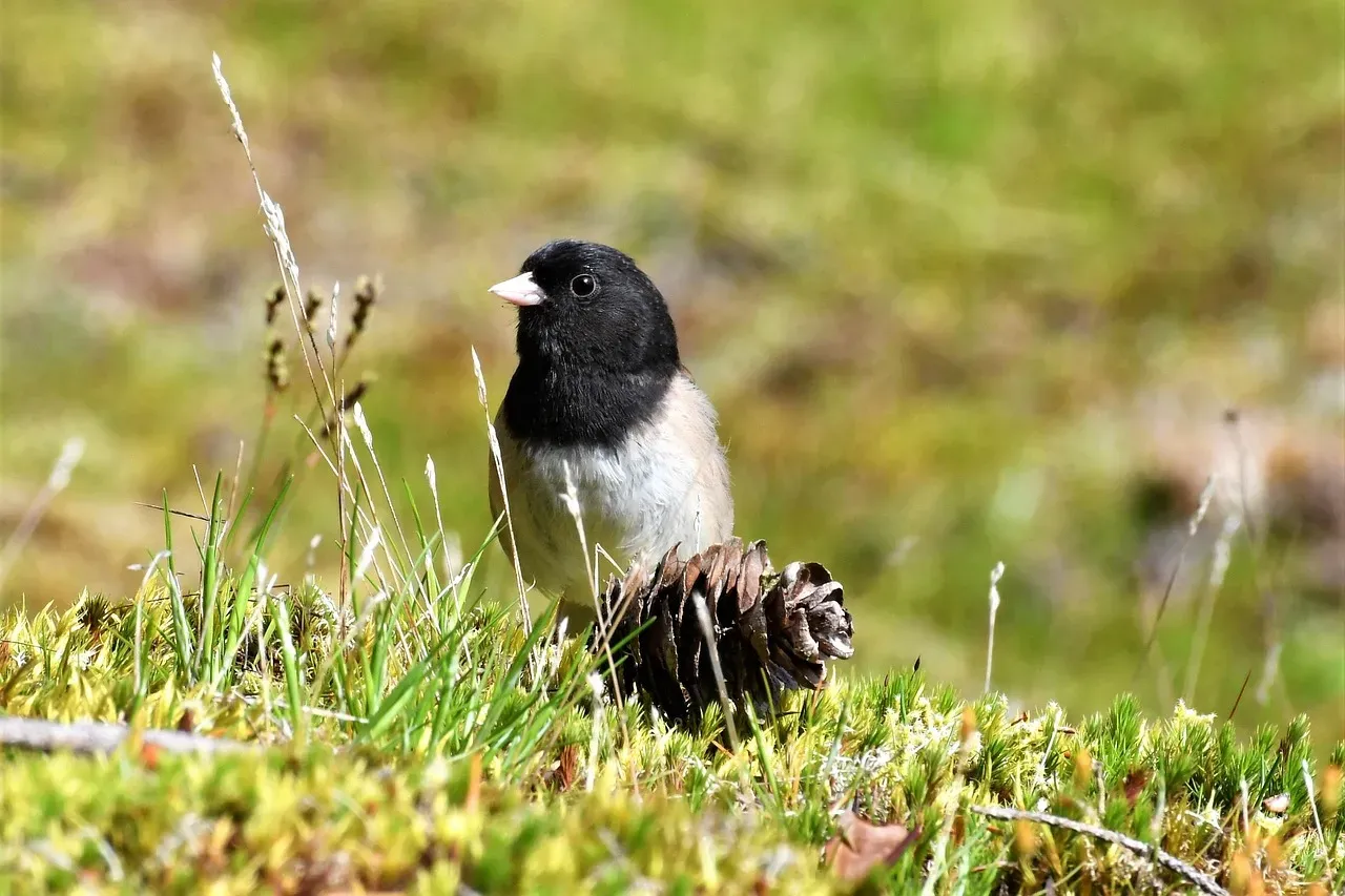 Dark-Eyed Junco: The Winter Snowbird (Image Credits: Pixabay)