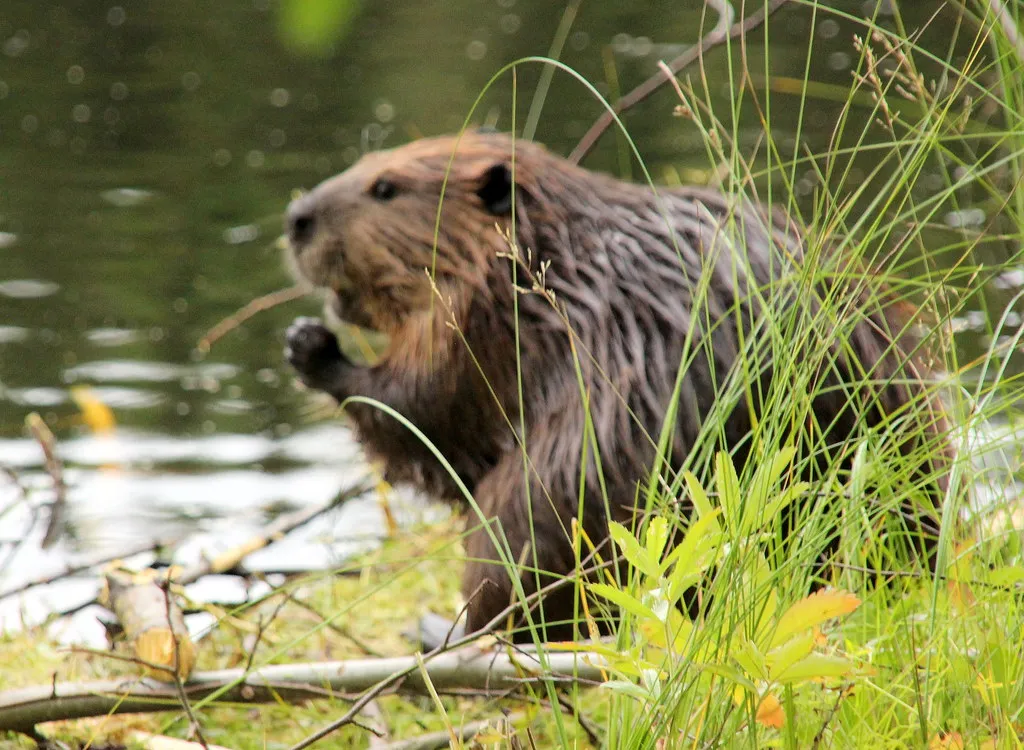 #10 Capricorn: The Diligent Beaver (irio.jyske, Flickr, CC BY 2.0)