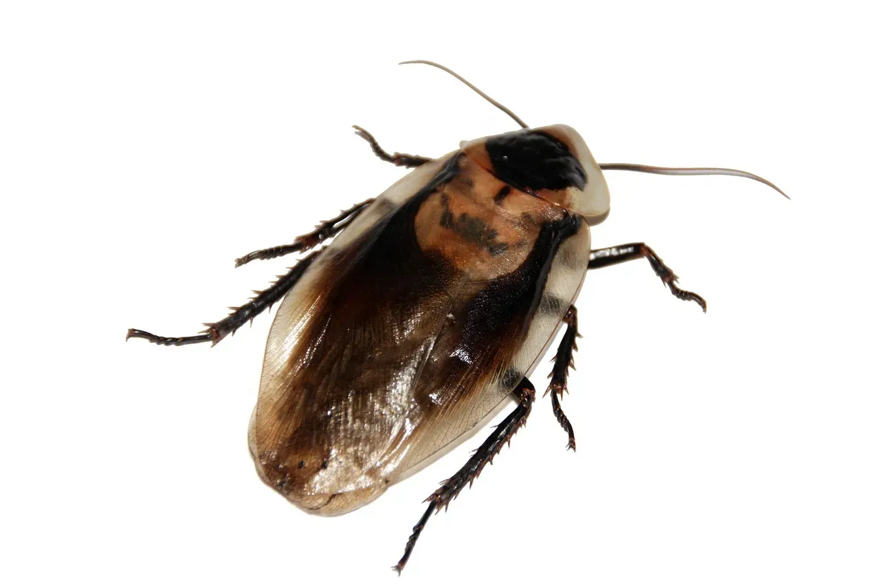 Cockroach: Thrives After Nuclear Fallout (Image Credits: Pixabay)