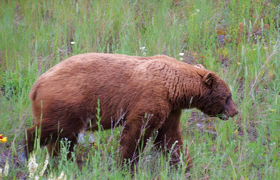 Washington: Pacific Northwest Paradise Turned Bear Highway (Image Credits: Unsplash)
