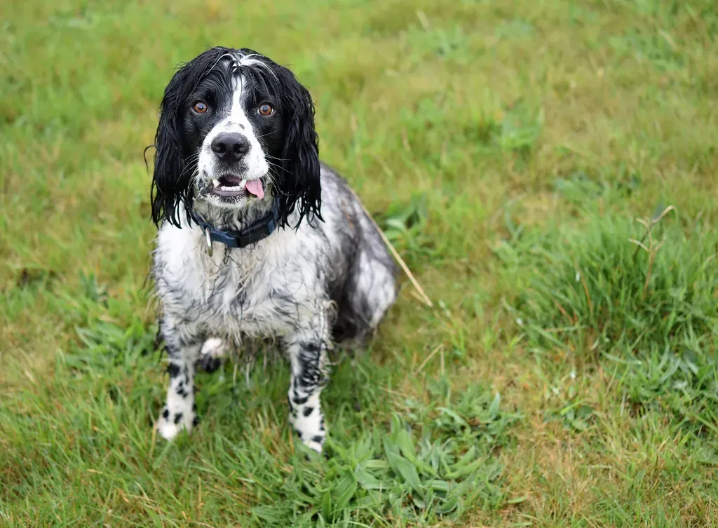 14. Clumber Spaniel - The Forgotten Gem of Slow Living (conall.., Flickr, CC BY 2.0)