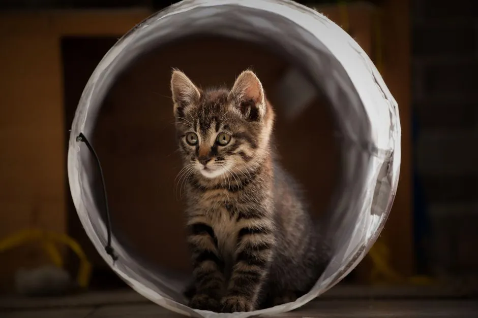 #11 - Initiating Play Sessions (Image Credits: Pexels)