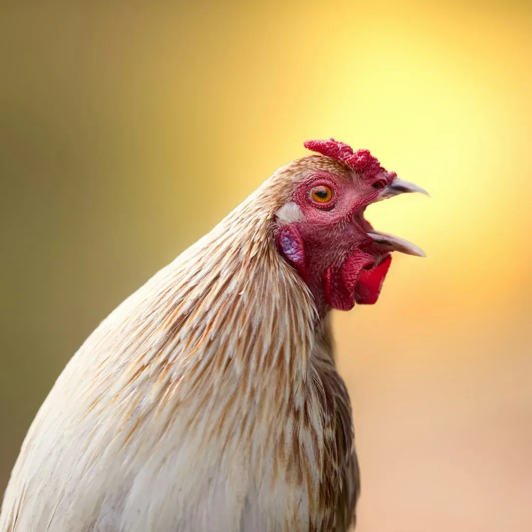 Territorial Songs and Mating Calls: The Art of Persuasion (Image Credits: Unsplash)