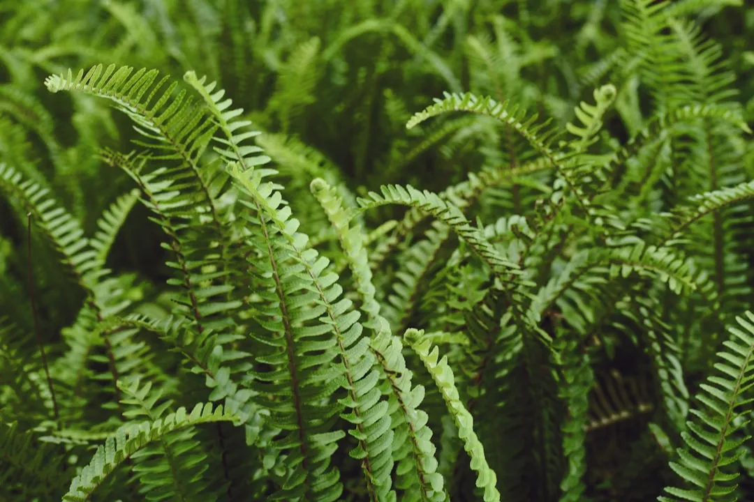 8. Sensitive Fern (Onoclea sensibilis): Damp Refuge Builder (Image Credits: Unsplash)