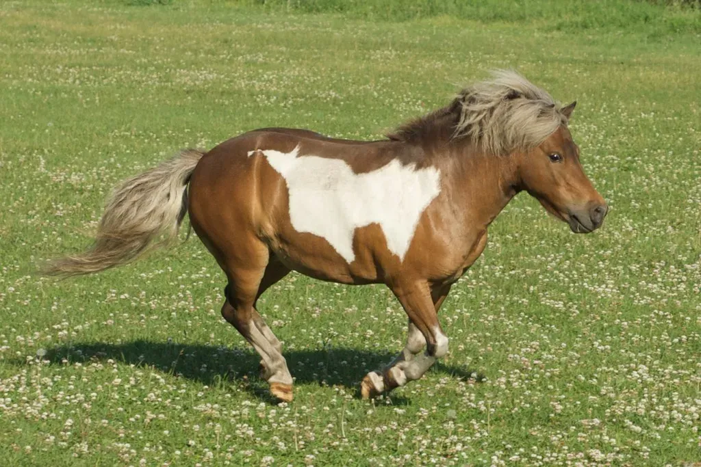 #8 - Miniature Horse (pmarkham, Flickr, CC BY-SA 2.0)
