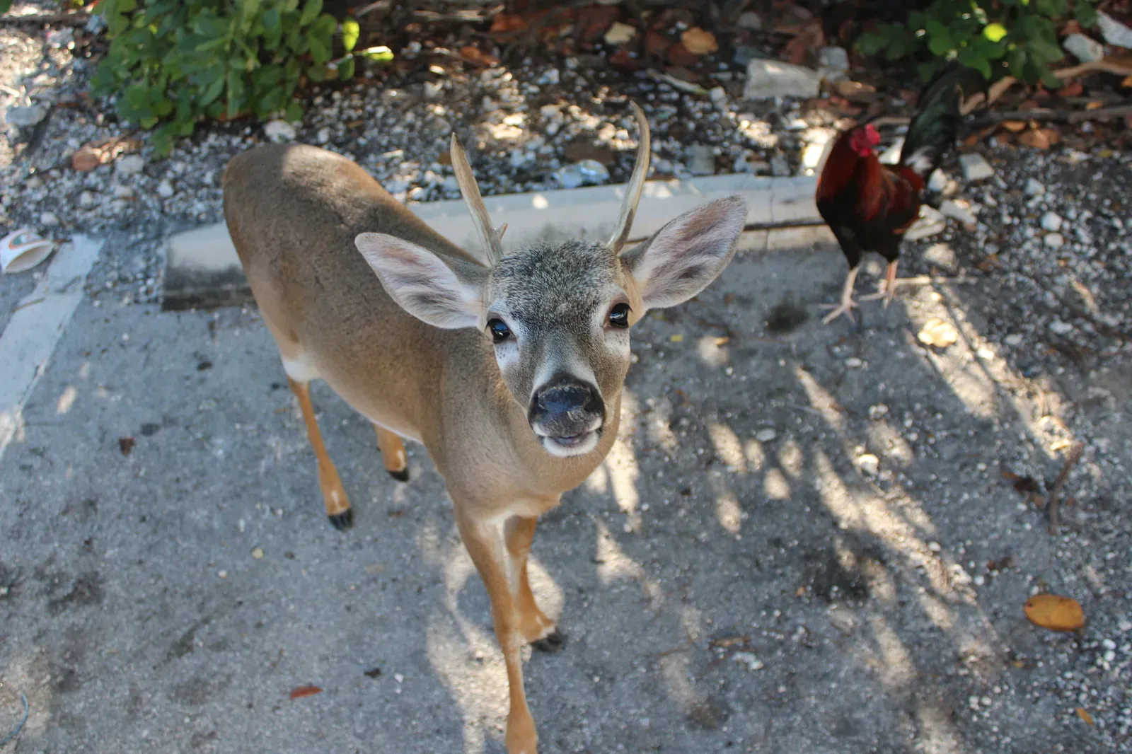 Conclusion: Tiny Deer With an Uncertain Future (Image Credits: Wikimedia)