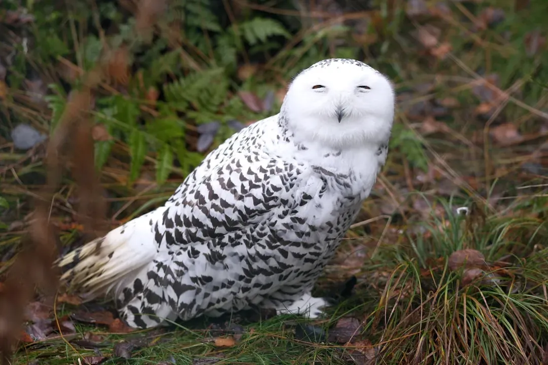 6. The Snowy Owl: Hunting Through the Arctic Night (Image Credits: Unsplash)