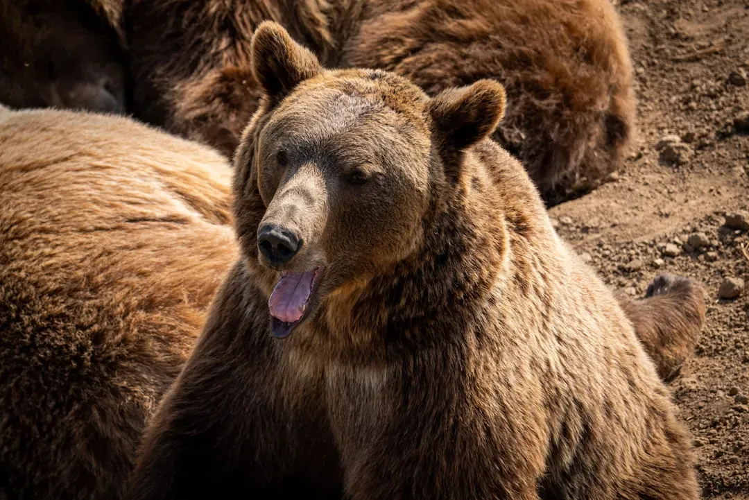 #2: Other Bears - The Threat From Within (Image Credits: Unsplash)