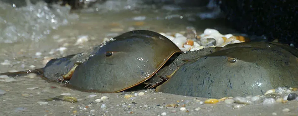 Not Actually a Crab at All (Image Credits: Flickr)