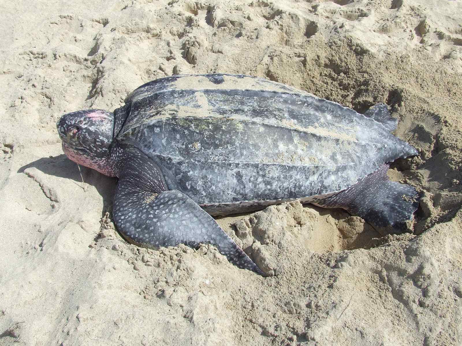 Sandy Point National Wildlife Refuge - Pre-Columbian Archaeology Meets Marine Life (Image Credits: Wikimedia)