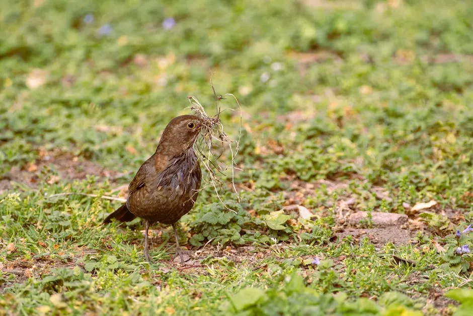 4. Bowerbirds: Nature's Interior Designers (Image Credits: Pexels)